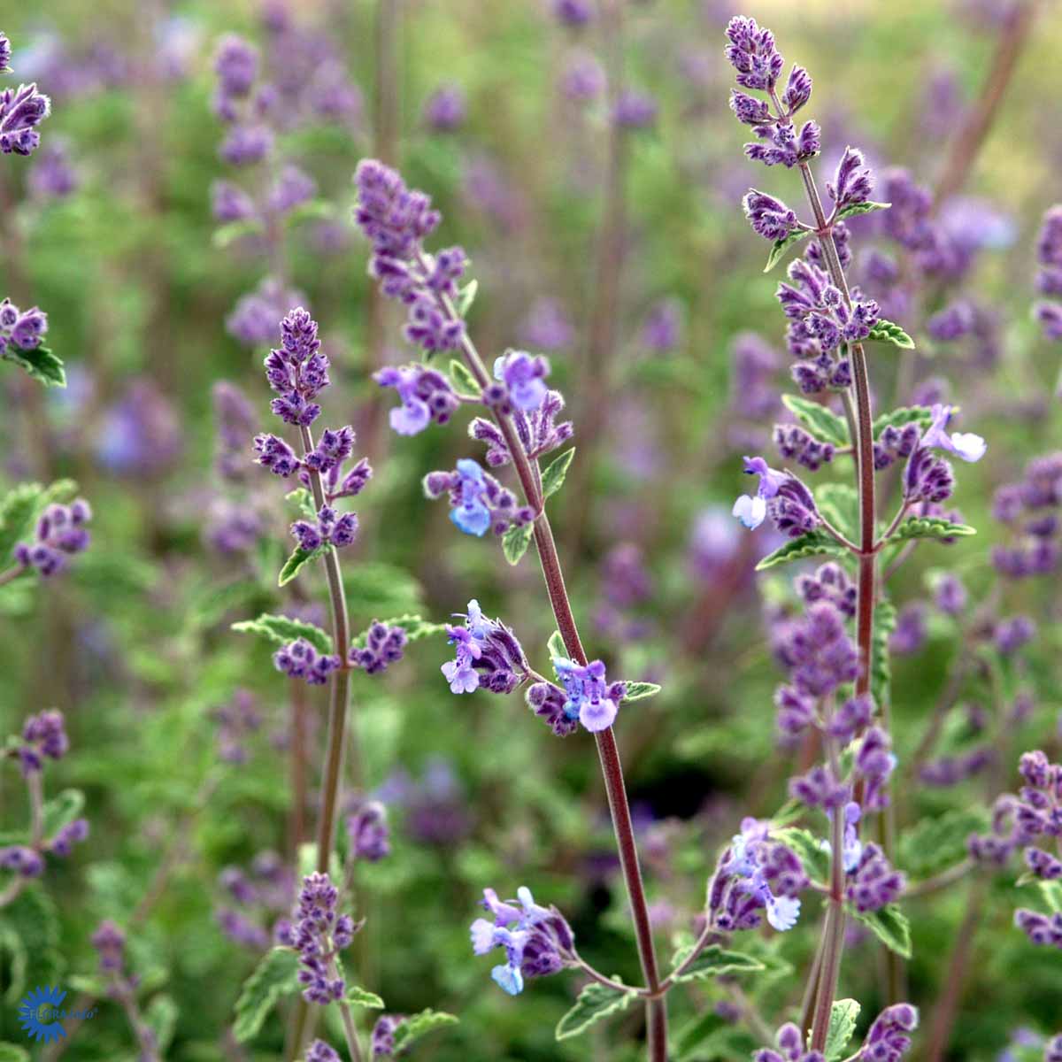 Nepeta x faassenii