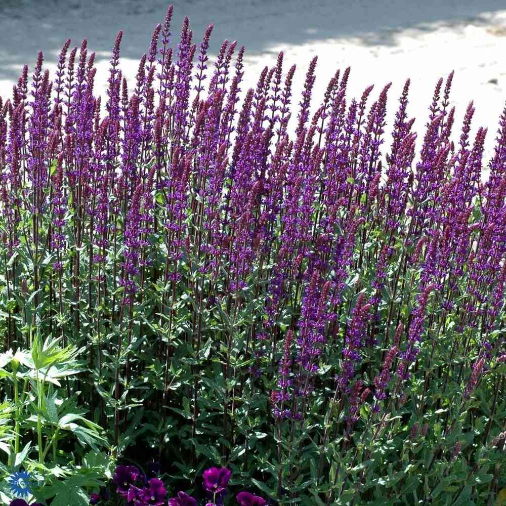 Loistosalvia 'Caradonna'