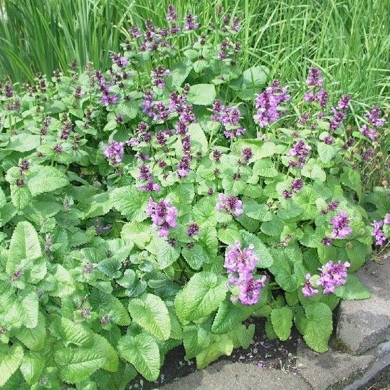 Stachys macrantha
