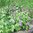 Stachys macrantha