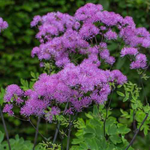 Thalictrum aquilegiifolium
