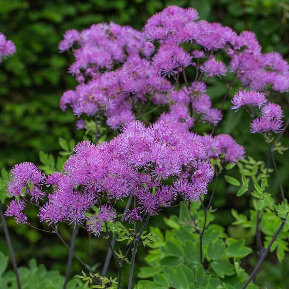 Thalictrum aquilegiifolium