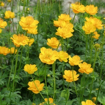 Trollius chinensis