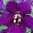 Verbascum phoenicum 'Violetta'