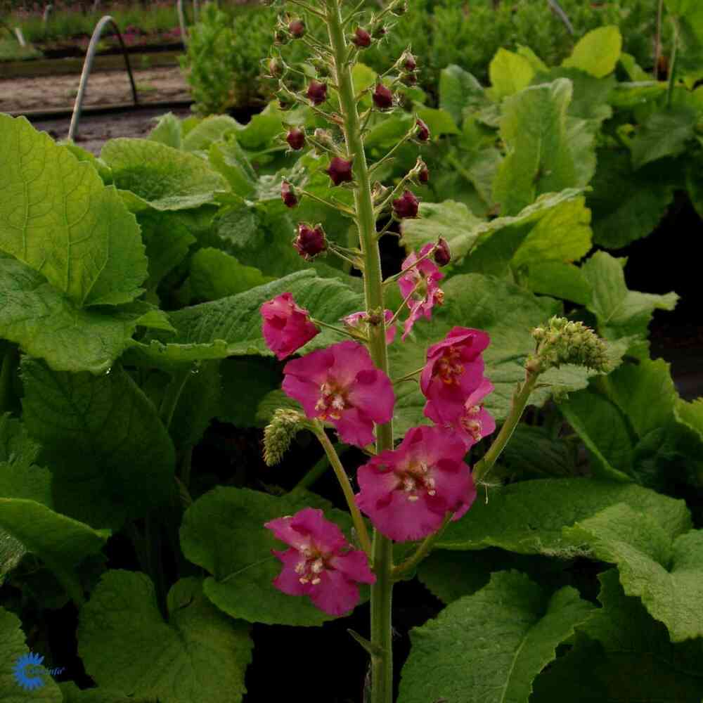 Purppuratulikukka 'Rosetta'