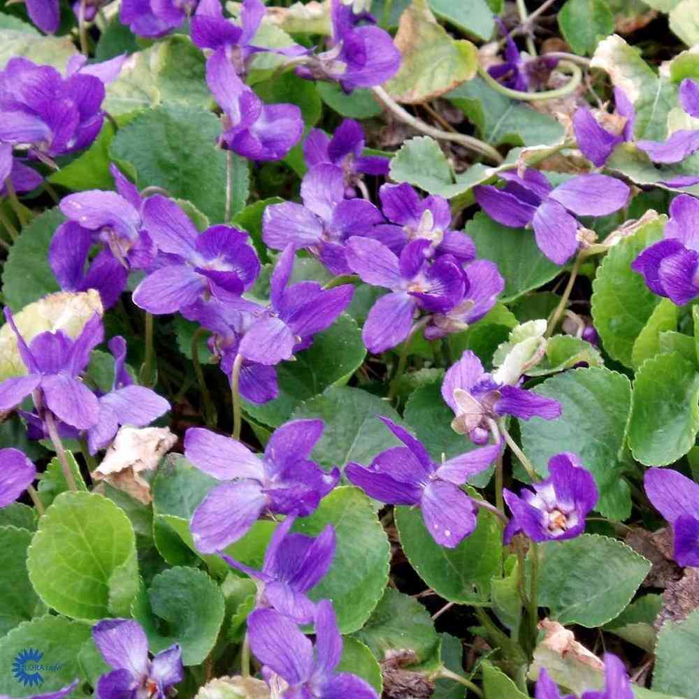 Tuoksuorvokki 'Königin Charlotte'