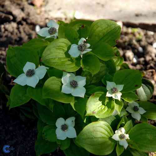 Cornus canadensis