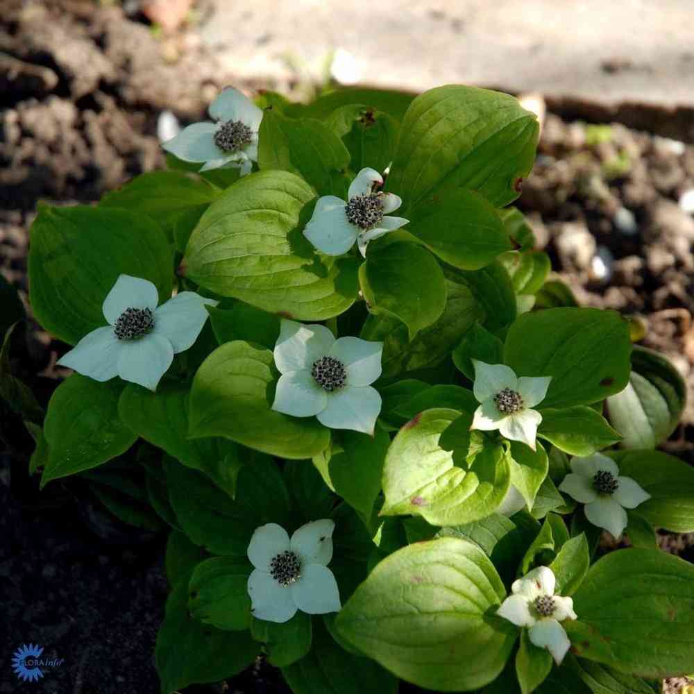 Cornus canadensis