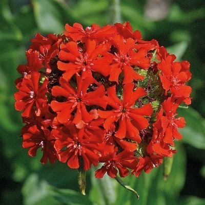 Lychnis chalcedonica