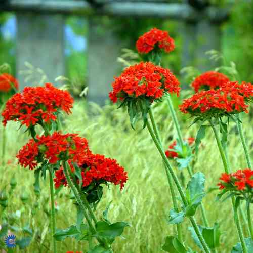 Lychnis chalcedonica