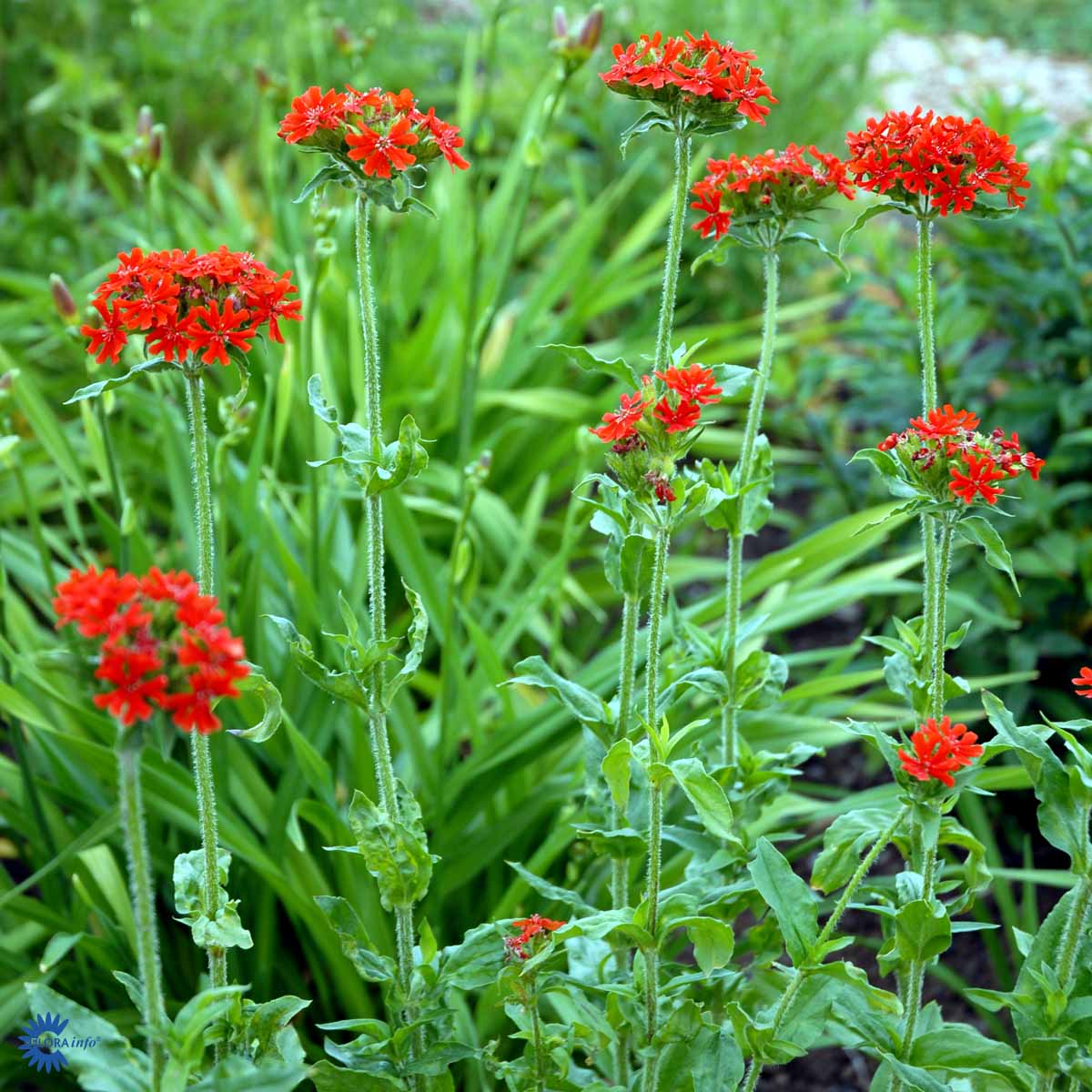 Lychnis chalcedonica