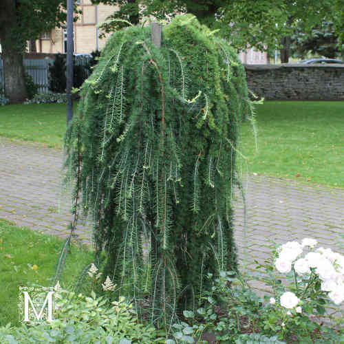 Rungollinen riippajapaninlehtikuusi 'Stiff Weeper', runko 120 cm