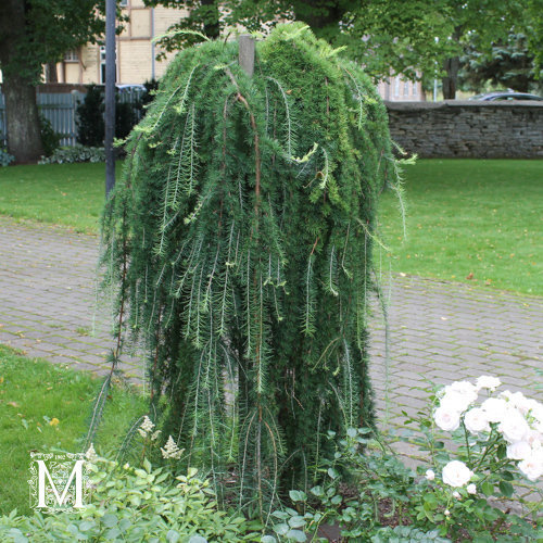 Rungollinen riippajapaninlehtikuusi 'Stiff Weeper', runko 120 cm
