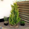 Kultatuija 'Yellow Ribbon'