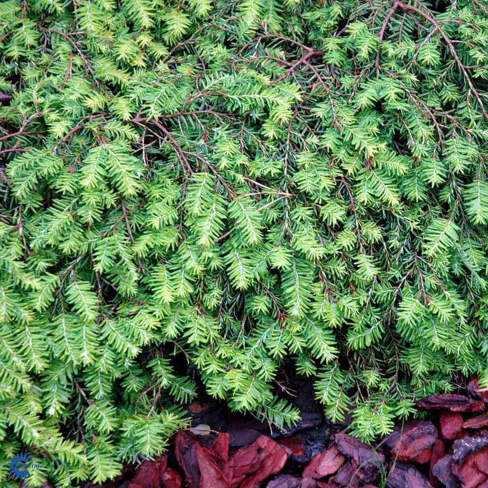 Tsuga canadensis