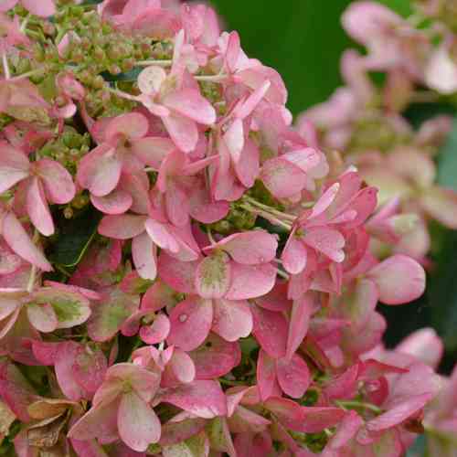 Hydrangea paniculata