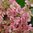 Hydrangea paniculata