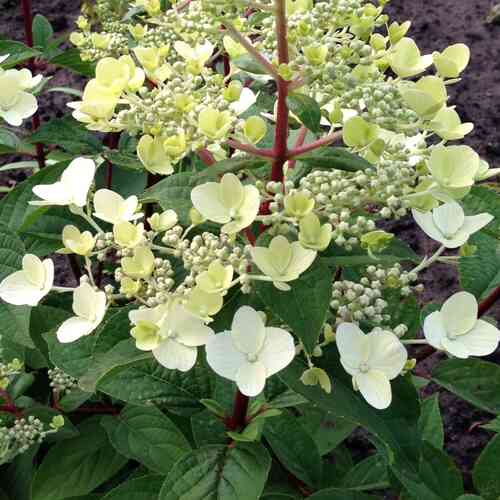 Japaninhortensia 'Wim's Red'