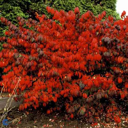 Euonymus alatus