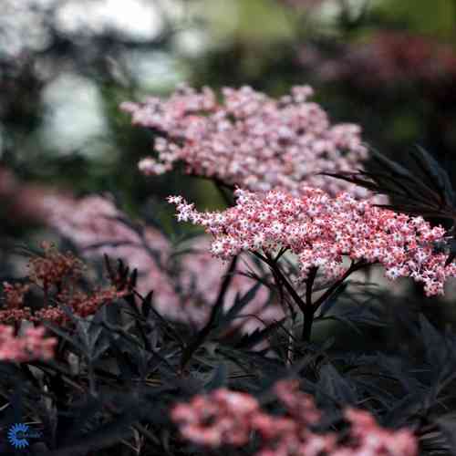 Sambucus nigra