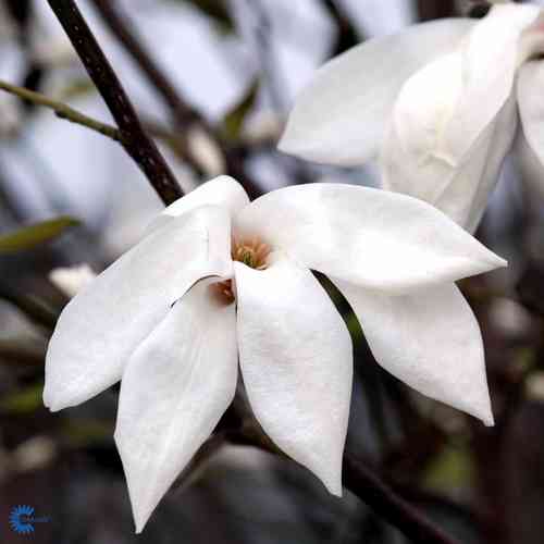 Magnolia 'Wada´s Memory'