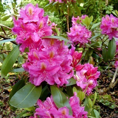 Rododendron 'Eino' FinE