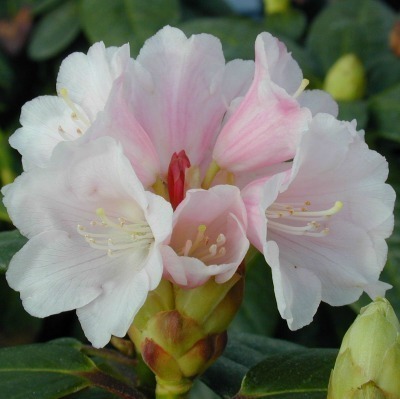 Rododendron 'Kaino' FinE