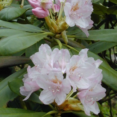 Rododendron 'Pekka' FinE