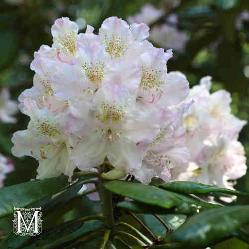 Rhododendron Tigerstedtii-ryhmä