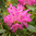 Rododendron 'Unelma' FinE