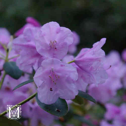 Rododendron 'Tiuku' FinE