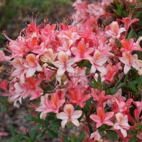 Rhododendron