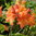 Rhododendron x 'Mandarin Lights'