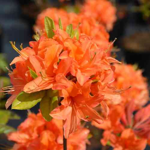 Revontuliatsalea 'Mandarin Lights' Revontuliatsalea 'Mandarin Lights'