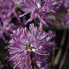 Kanadanatsalea 'Violetta'