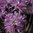 Kanadanatsalea 'Violetta'