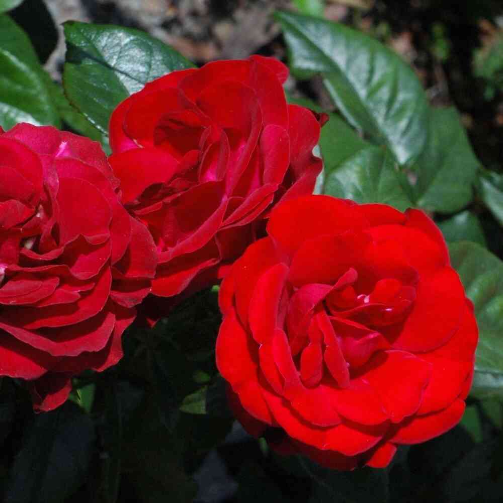 Floribundaros 'Europeana'