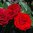 Floribundaros 'Europeana'