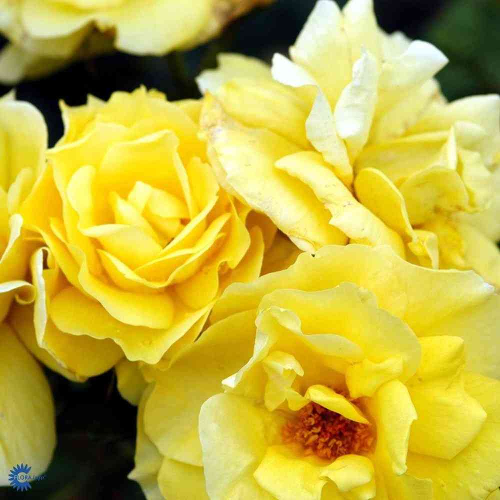 Tertturuusu 'Korresia'