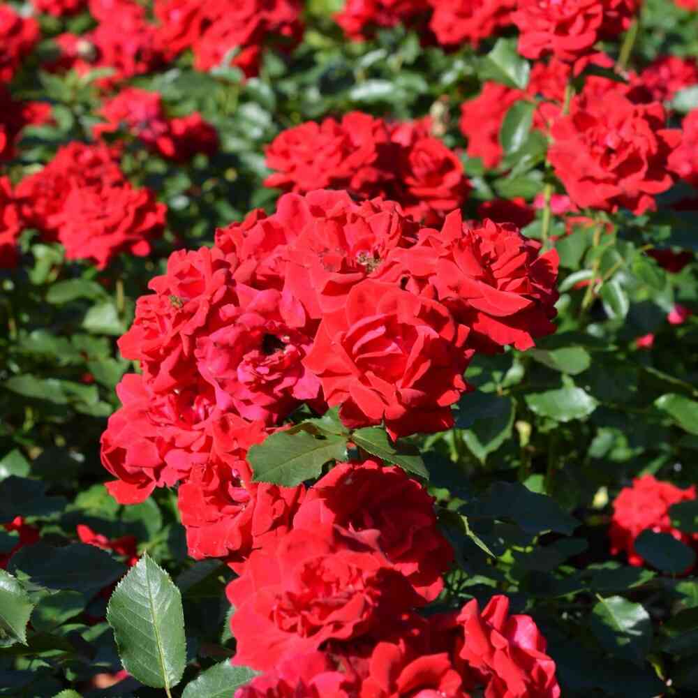 Floribundaros 'Nina Weibull'