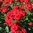 Floribundaros 'Nina Weibull'