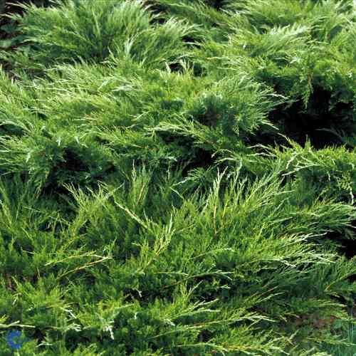 Juniperus x pfitz 'Mint Julep'