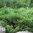 Juniperus x pfitz 'Mint Julep'