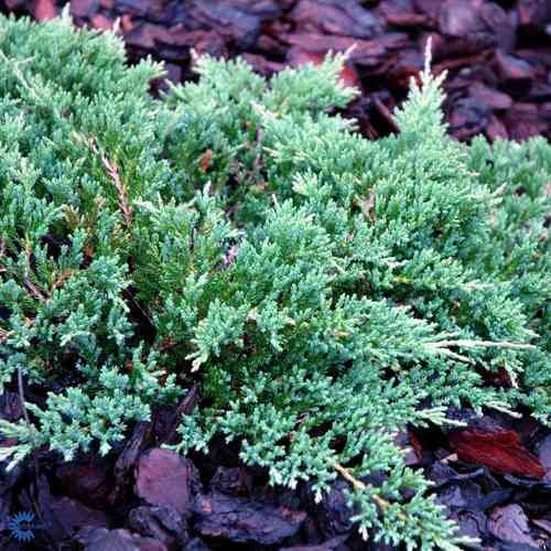 Juniperus horizontalis