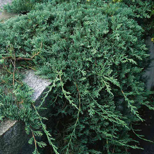 Sinilaakakataja 'Wiltonii'