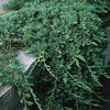 Sinilaakakataja 'Wiltonii'