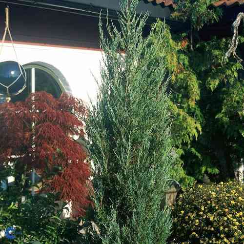 Juniperus scopulorum