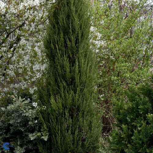 Kalliovuortenkataja 'Blue Arrow' 50-60 cm