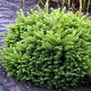 Pallokuusi 'Ohlendorffii'