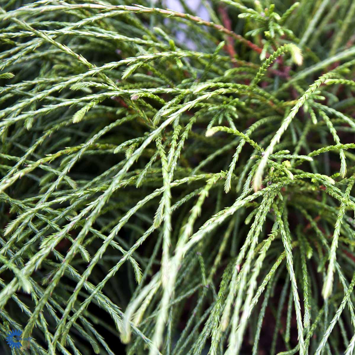 Thuja plicata